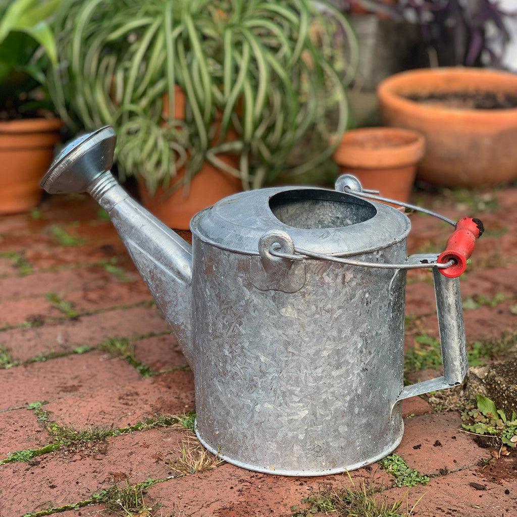 Galvanized 1.5 Gallon Watering Can with Wooden Handle