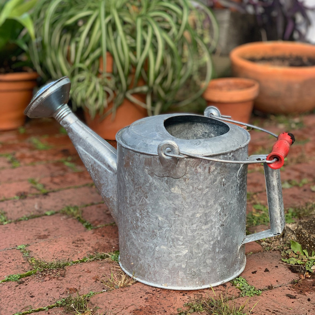 Galvanized 1.5 Gallon Watering Can with Wooden Handle