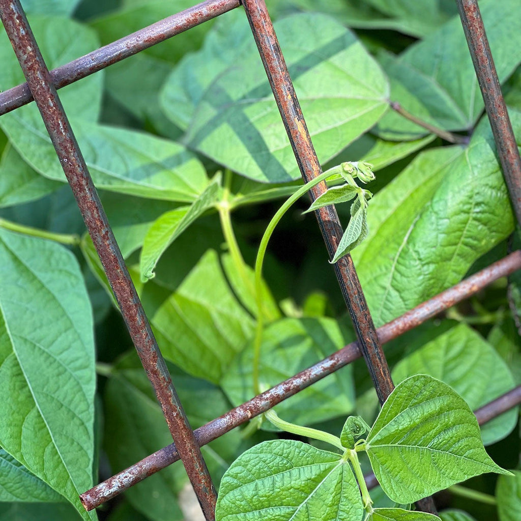 Interlocking Steel Garden Trellis