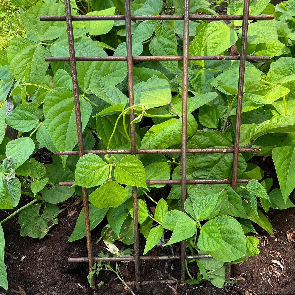 Interlocking Steel Garden Trellis