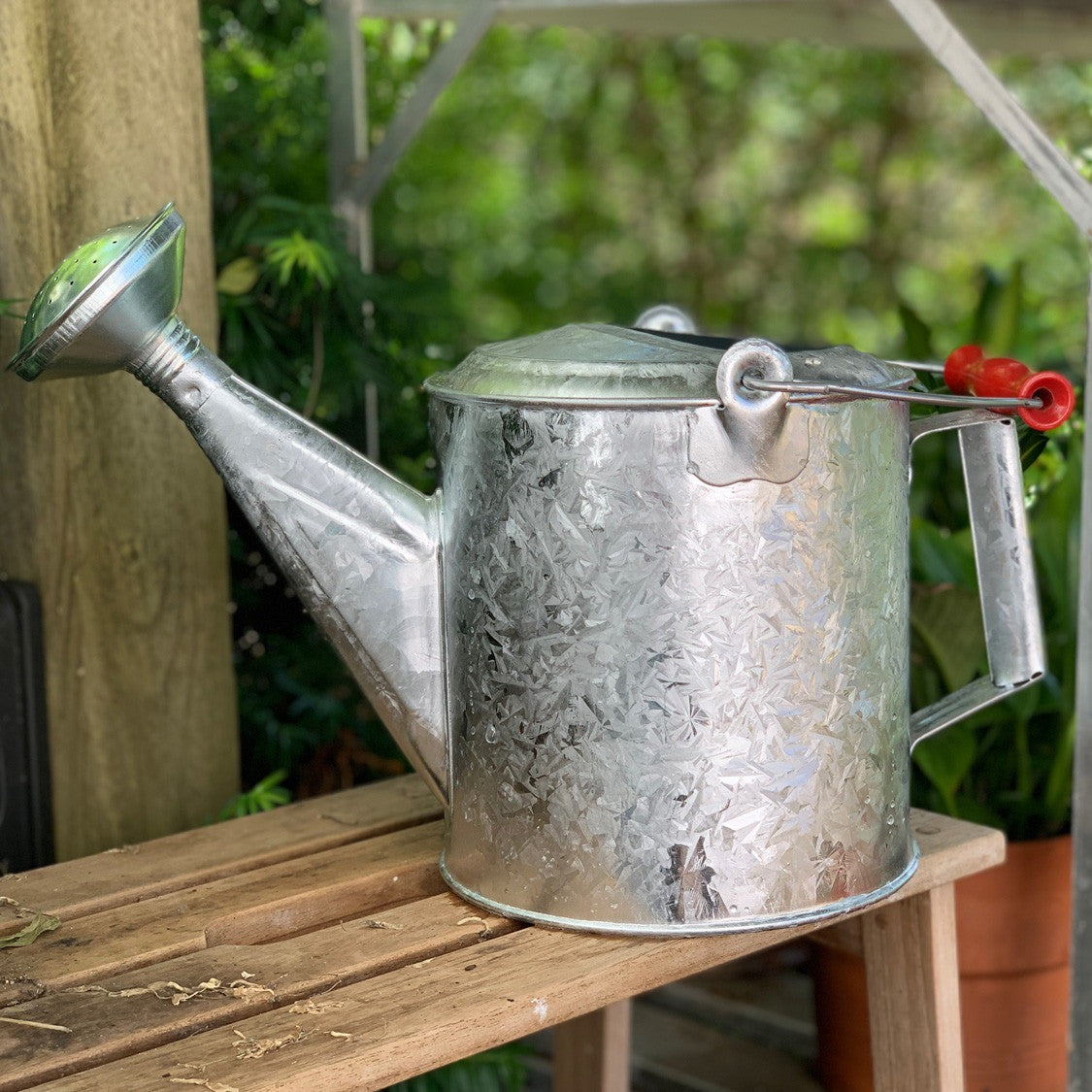 Galvanized 1.5 Gallon Watering Can with Wooden Handle