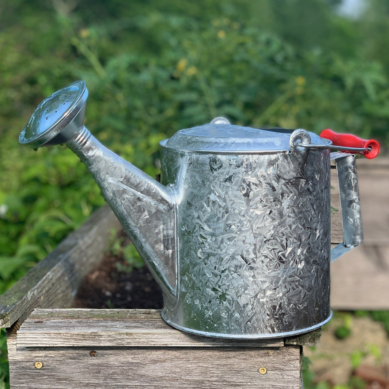 Galvanized 1.5 Gallon Watering Can with Wooden Handle